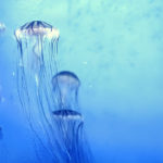 A medúzák, a megújulás mesterei